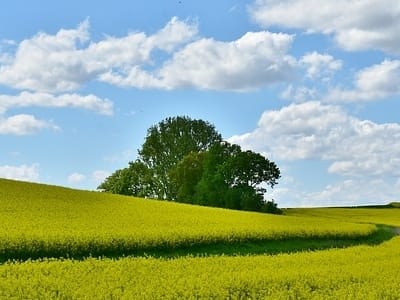 The Open Fields in Rural Preston 