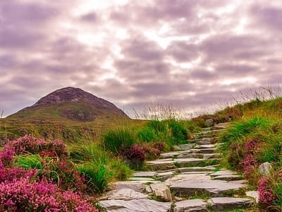 Blooming Flowers in Soda Springs