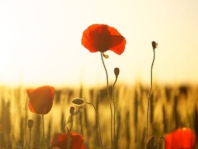 Close-Up of Poppy Flowers